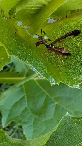 Brown Wasp Mantidfly