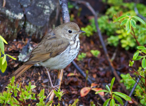 Catharus guttatus