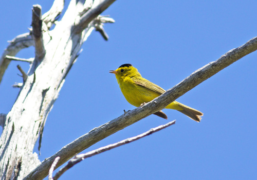Wilson's Warbler