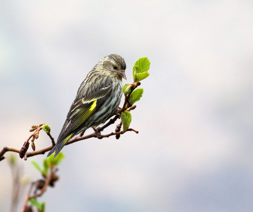 Pine Siskin