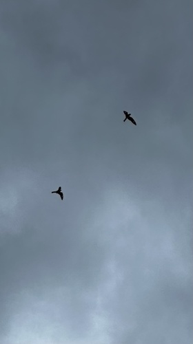 Common Nighthawk