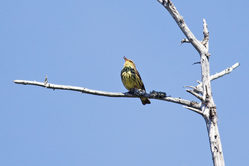 Parkesia noveboracensis