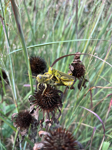 Differential Grasshopper