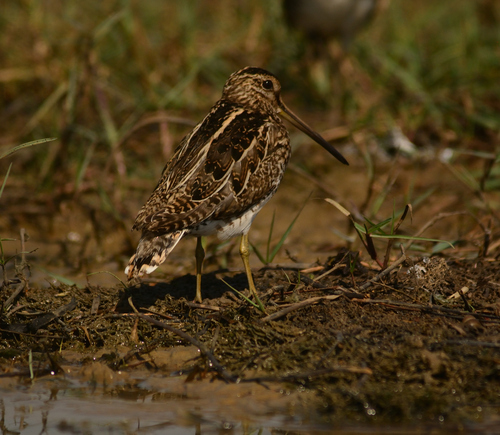 Pin-tailed Snipe