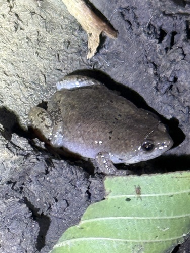 Western Narrow-mouthed Toad