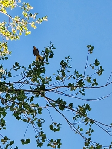 Bullock's Oriole