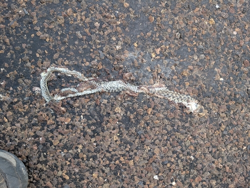 Checkered Garter Snake