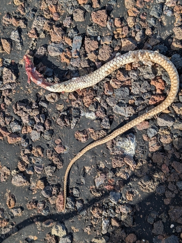 Common Coachwhip