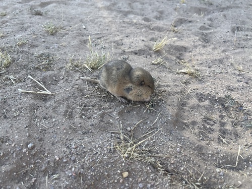 Fulvous Pocket Gopher