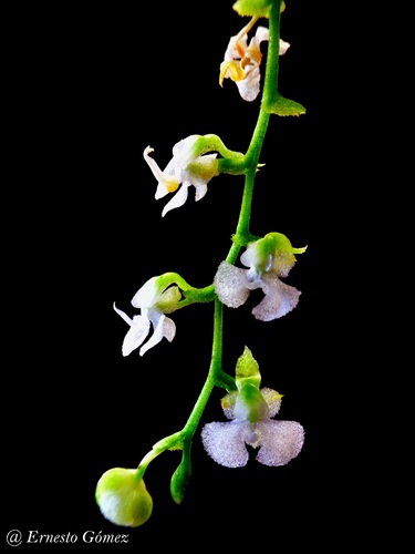 Bent Bird-Head Orchid