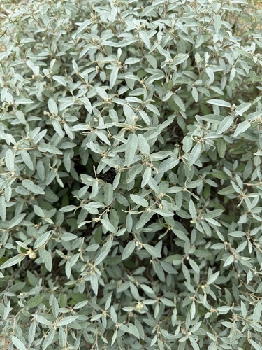 grassland croton