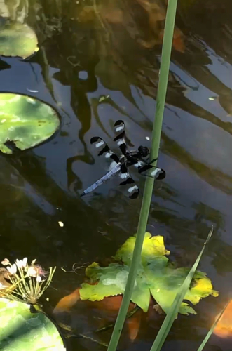 Twelve-spotted Skimmer