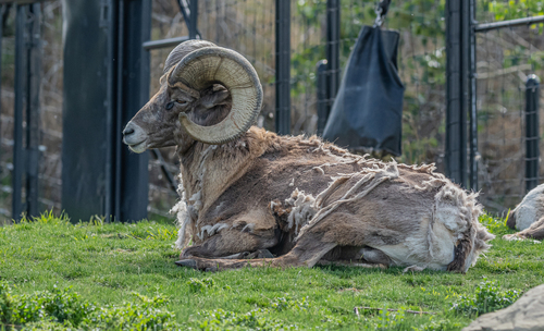 Bighorn Sheep