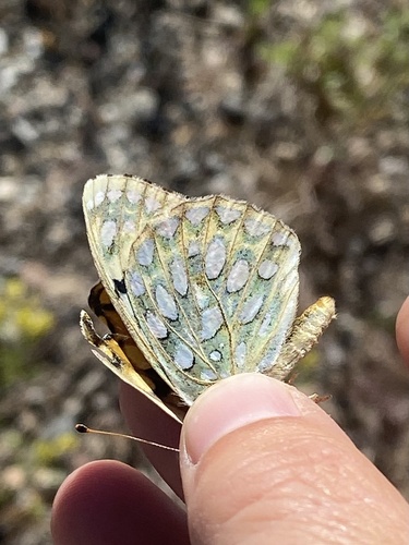 Argynnis callippe harmonia