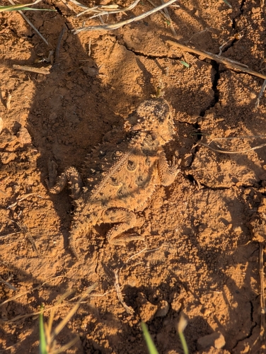 Texas Horned Lizard