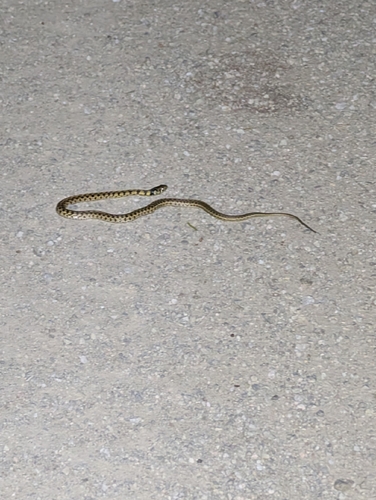 Checkered Garter Snake