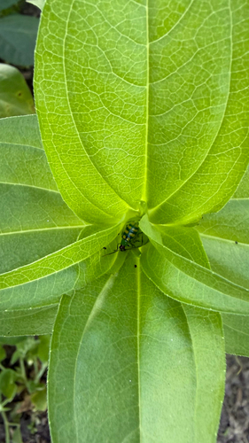 Banded Cucumber Beetle