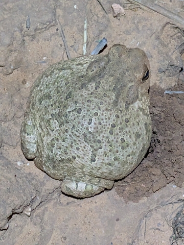 Texas Toad