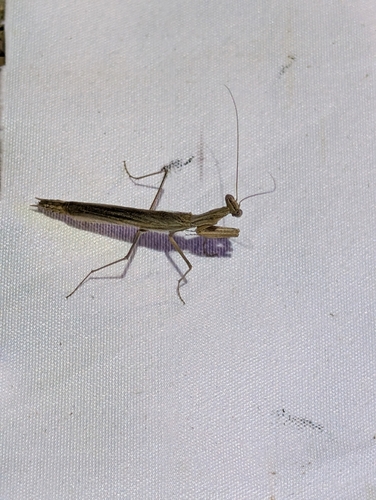 Agile Ground Mantis