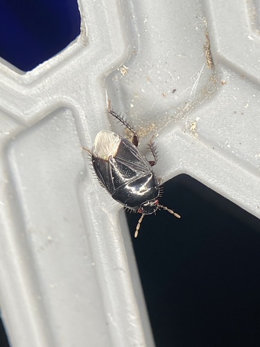 Two-lined Burrowing Bug