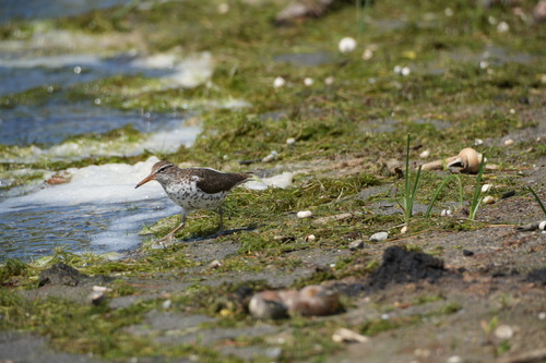 Spotted Sandpiper