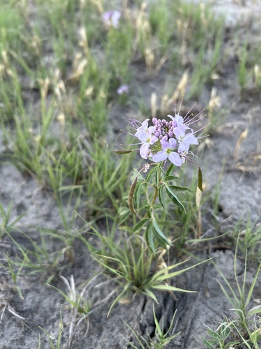 redwhisker clammyweed