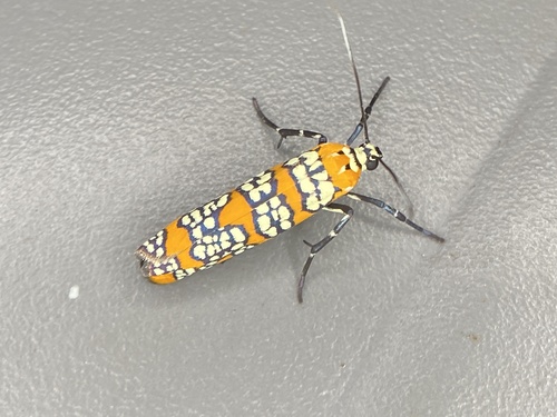 Ailanthus Webworm Moth