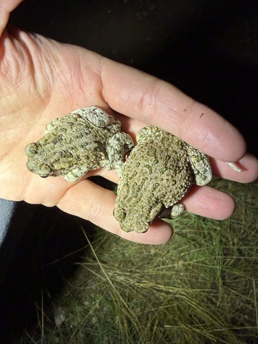 Texas Toad