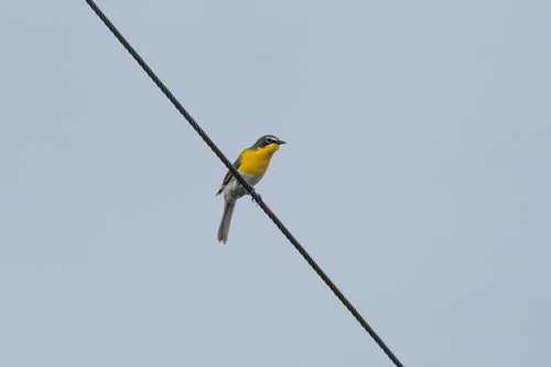 Yellow-breasted Chat