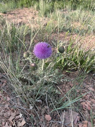 wavyleaf thistle
