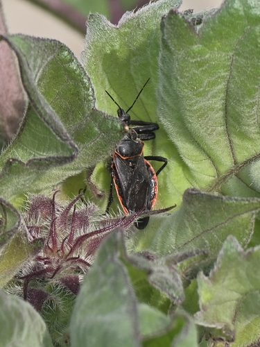 Eastern Bee Assassin