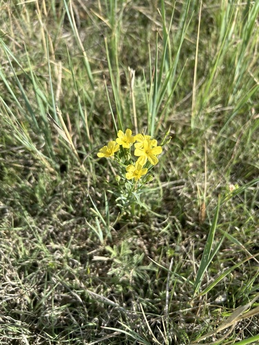 narrowleaf puccoon