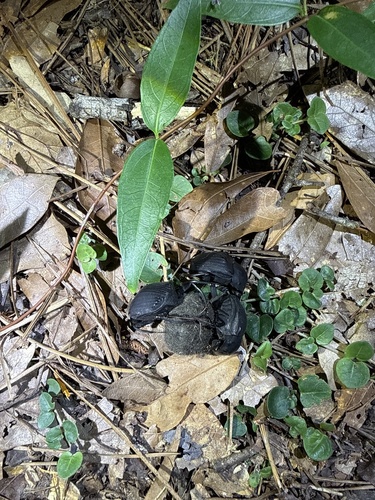 Humpback Dung Beetle