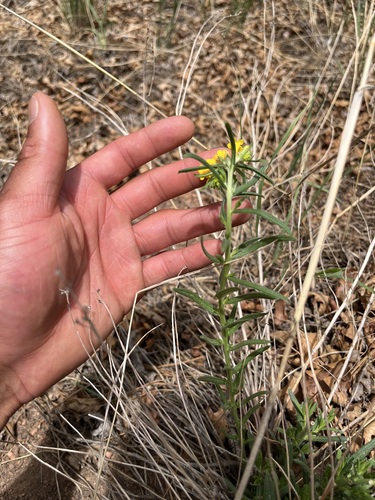 Lithospermum incisum