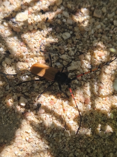 Tragidion annulatum