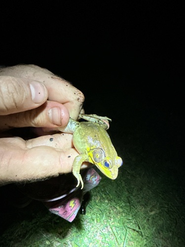 Green Frog