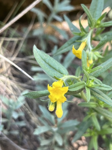 Lithospermum incisum