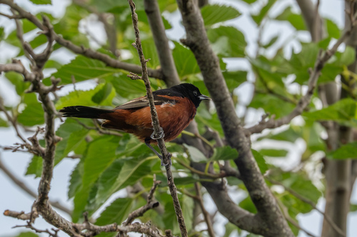 Orchard Oriole