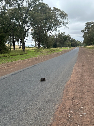Short-beaked Echidna