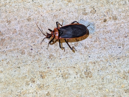 Rhiginia cinctiventris