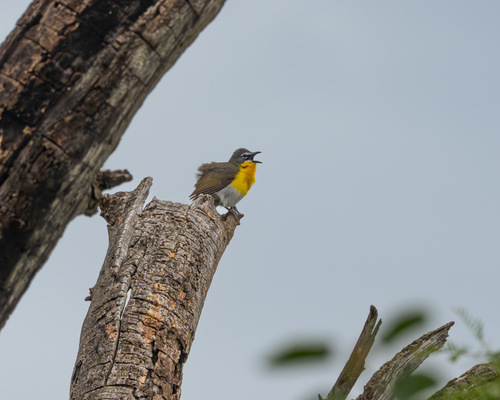 Yellow-breasted Chat