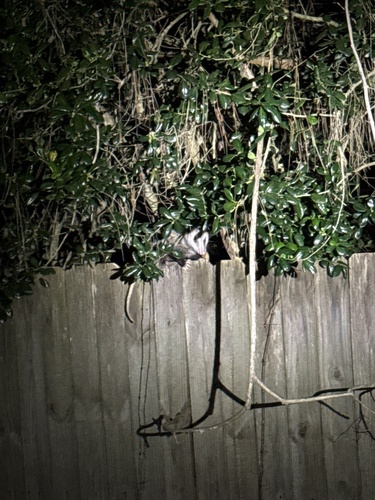 Virginia Opossum