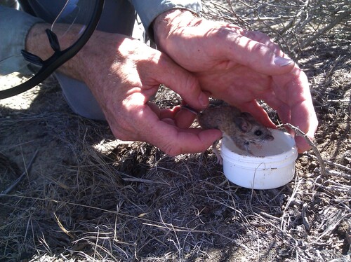 San Nicolas Island Deer Mouse
