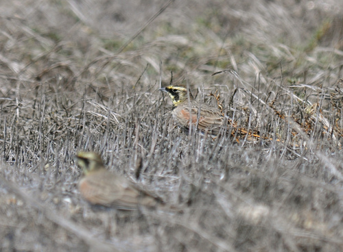 Horned Lark