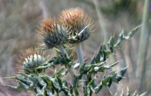Yellowspine Thistle