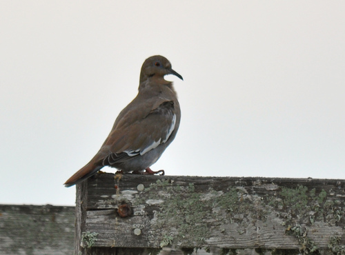 White-winged Dove