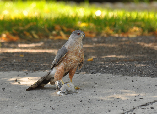 Cooper's Hawk