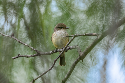 Vermilion Flycatcher