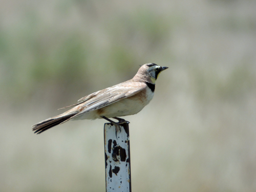 Horned Lark