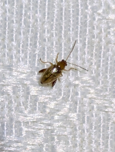 Glyptina